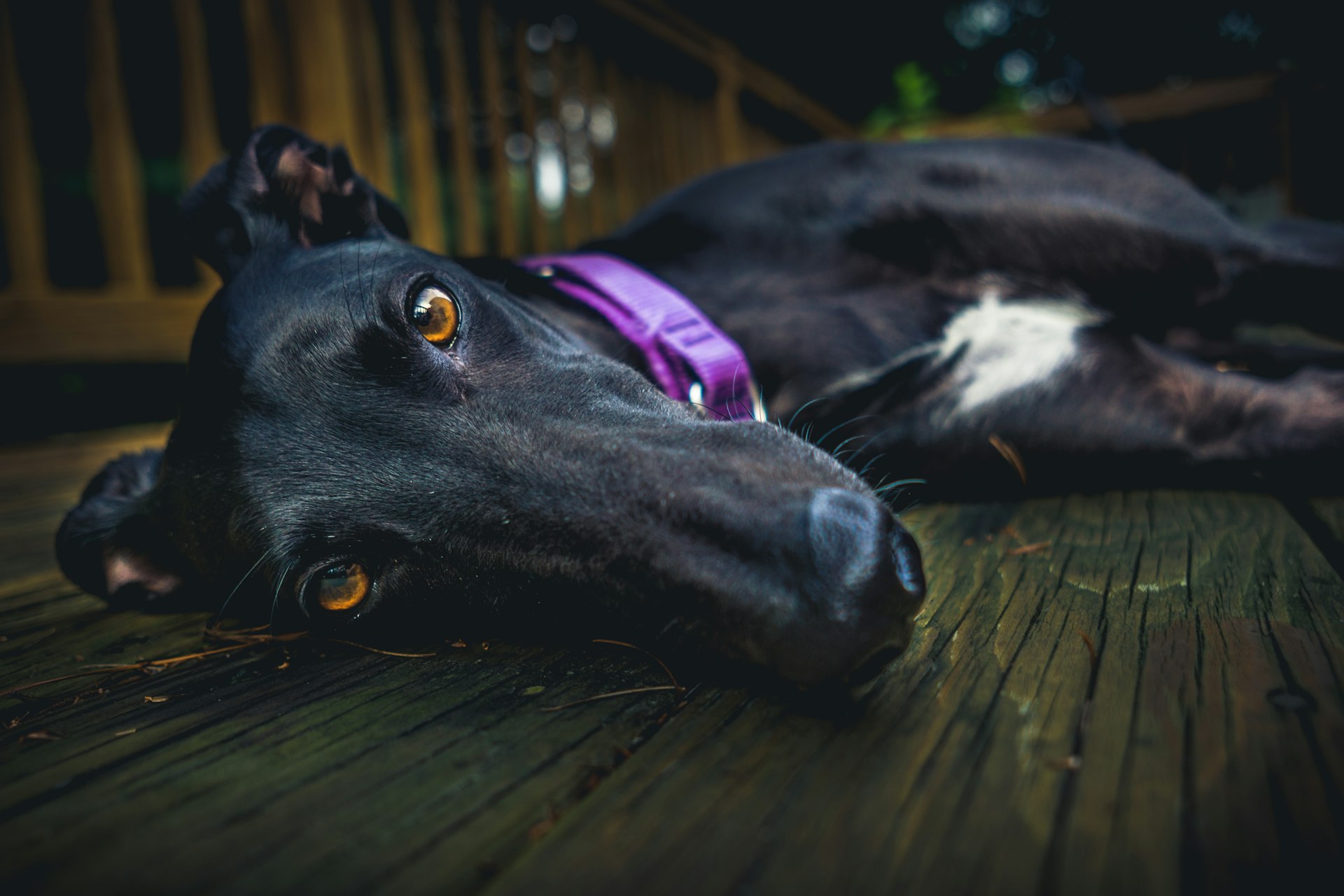 short-coated black dog lying on brown wooden surface